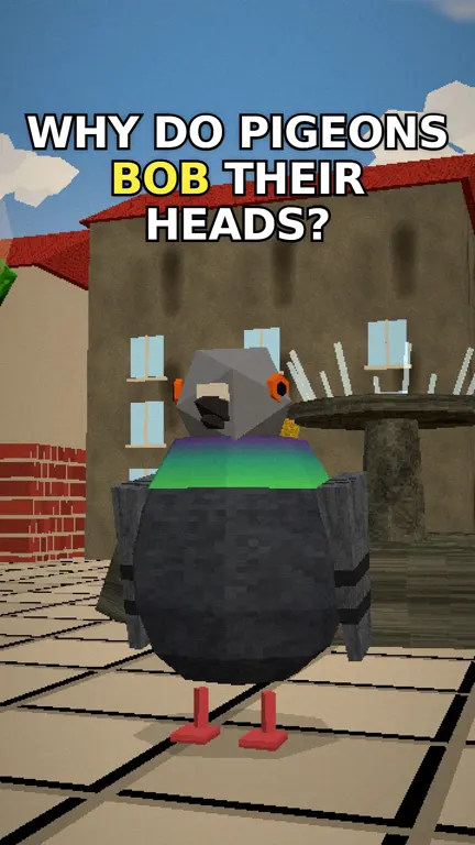 Why do pigeons bob their heads? (They don't)